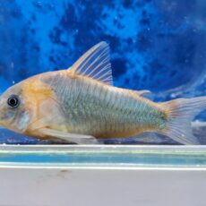 コリドラス　スーパーエクエス　2025年11月入荷！