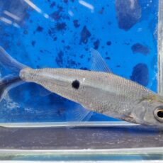 ヘミオダスsp.　2025年1月入荷！