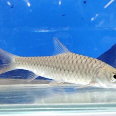 トール　シネンシス　中国　2025年11月入荷！