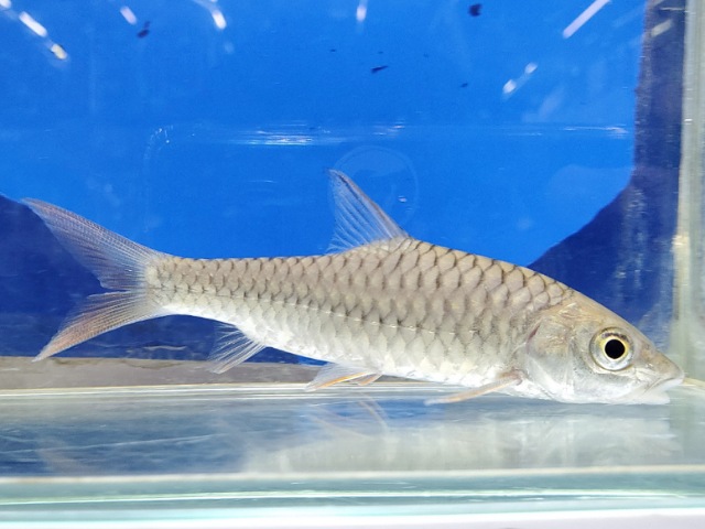 トール　シネンシス　中国　2025年11月入荷！