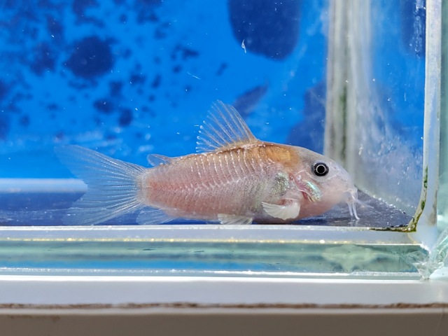 コリドラス　イルミネータスレッド