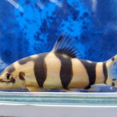 タイガークラウンローチ　2025年7月入荷！