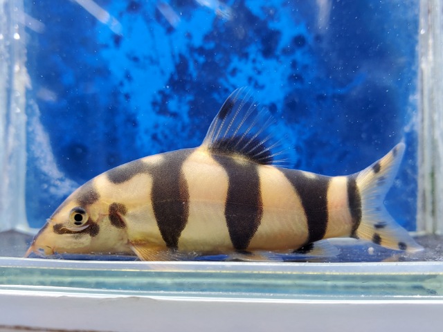 タイガークラウンローチ　2025年7月入荷！