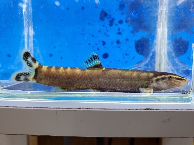 シニボティア　ゼブラ