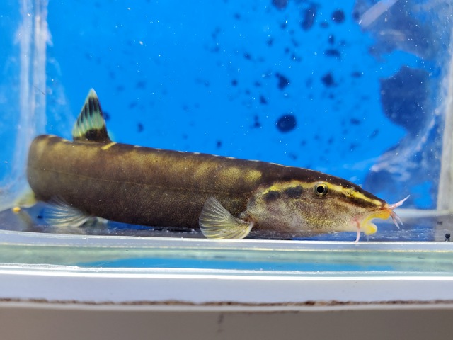 シニボティア　ゼブラ