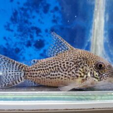 コリドラスsp.ジュリア　2025年11月入荷！