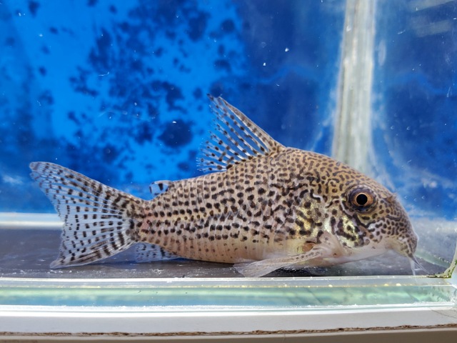 コリドラスsp.ジュリア　2025年11月入荷！