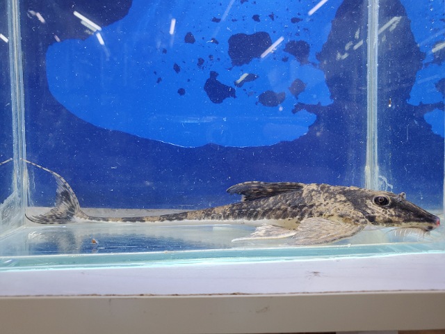 スパトゥロリカリアsp.