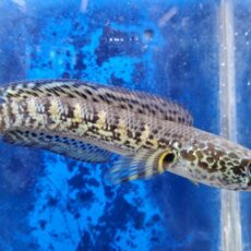 バイオレットスネークヘッド　2025年10月入荷！