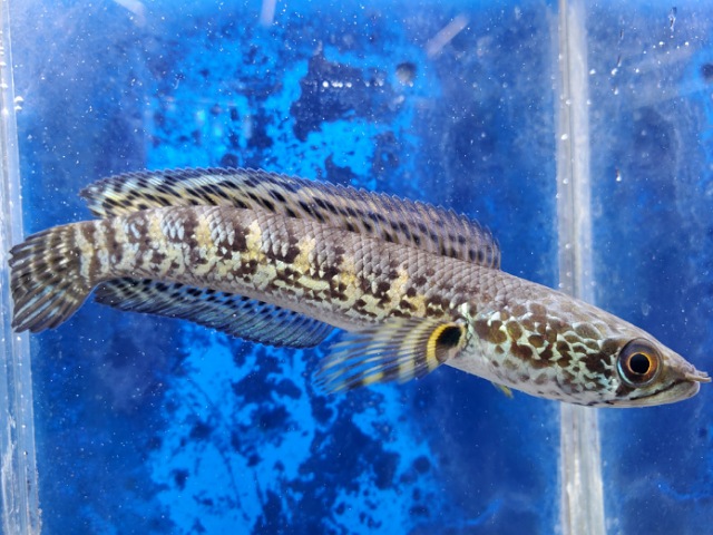 バイオレットスネークヘッド　2025年10月入荷！