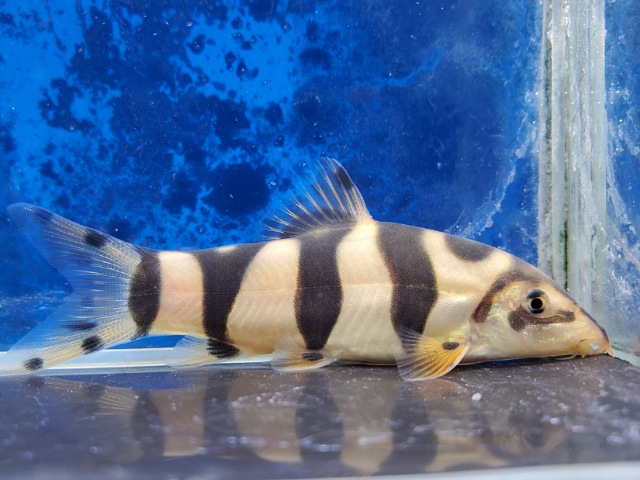 タイガークラウンローチ