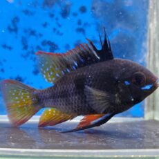 ブラックラミレジィ　EUブリード　2025年11月入荷！