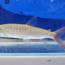 ピンクテールカラシン　リアル　2024年入荷！