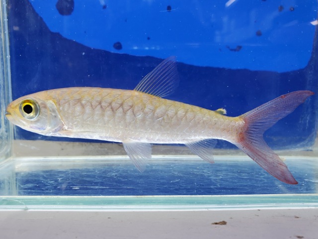 ピンクテールカラシン　リアル　2024年入荷！