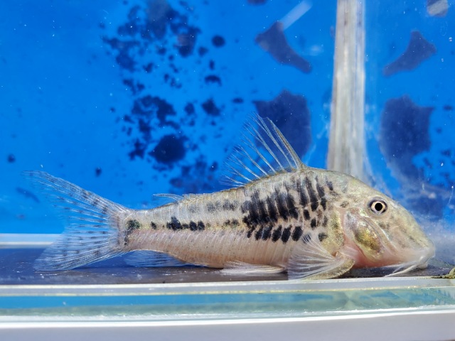 コリドラス　グァポレミスト