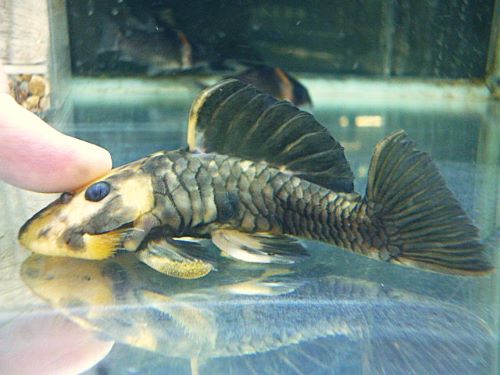 ゴールデンマーブルダルマプレコ