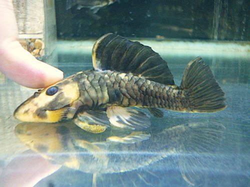 ゴールデンマーブルダルマプレコ