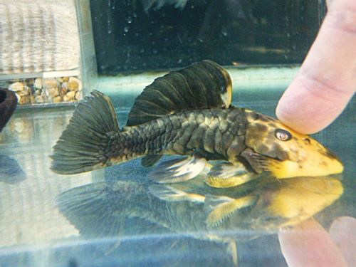 ゴールデンマーブルダルマプレコ