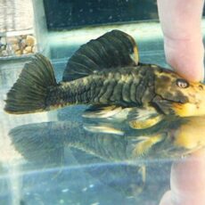 ゴールデンマーブルダルマプレコ　２０２５年１０月３０日入荷