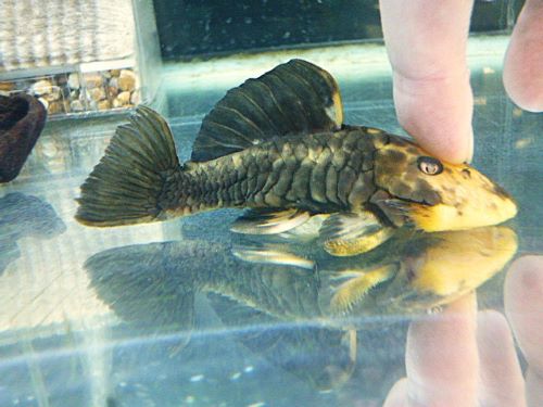 ゴールデンマーブルダルマプレコ　２０２５年１０月３０日入荷