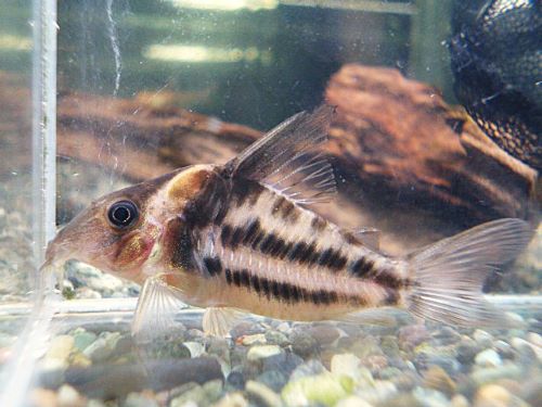 コリドラス　ビファシアータス