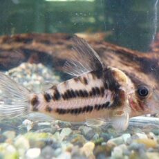 爆安！コリドラス　ビファシアータス①　２０２５年１０月２５日入荷