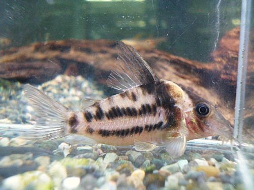 爆安！コリドラス　ビファシアータス①　２０２５年１０月２５日入荷