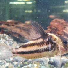 爆安！コリドラス　ビファシアータス②　２０２５年１０月２５日入荷