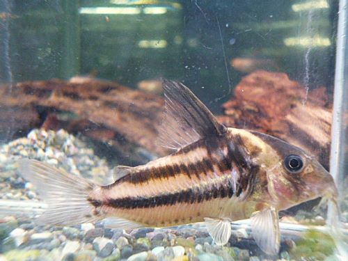 爆安！コリドラス　ビファシアータス②　２０２５年１０月２５日入荷