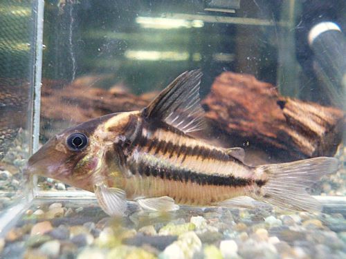 コリドラス　ビファシアータス