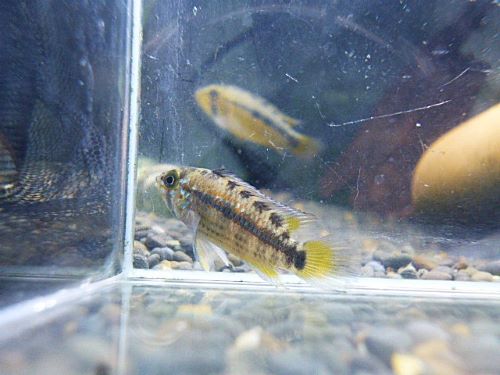 アピスト オルテガイAMPIYACU ペア 2025年10月30日入荷 オルテガイ(パパゲイ、ペバス)