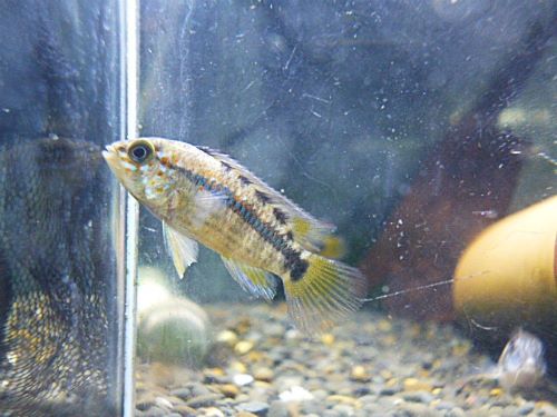 アピスト オルテガイAMPIYACU ペア 2025年10月30日入荷 オルテガイ(パパゲイ、ペバス)