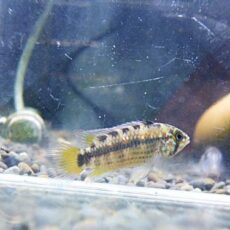 アピスト　オルテガイＡＭＰＩＹＡＣＵ　ペア　２０２５年１０月３０日入荷