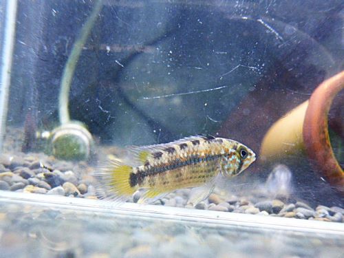 アピスト オルテガイAMPIYACU ペア 2025年10月30日入荷 オルテガイ(パパゲイ、ペバス)