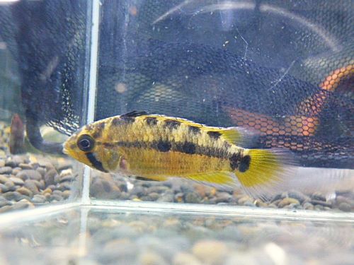 アピスト オルテガイAMPIYACU ペア 2025年10月30日入荷 オルテガイ(パパゲイ、ペバス)