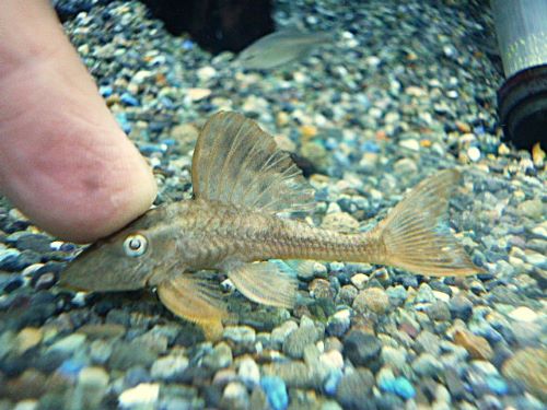 ブルーアイアカプレコ