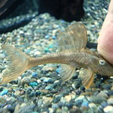 ブルーアイアカプレコ 2025年10月25日入荷 ブルーアイアカプレコ 2025年10月25日入荷