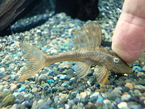 ブルーアイアカプレコ　２０２５年１０月２５日入荷