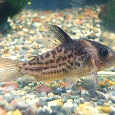 コリドラス セミロングノーズタパジョスシュワルツ 2025年10月25日入荷 コリドラス セミロングノーズタパジョスシュワルツ 2025年10月25日入荷