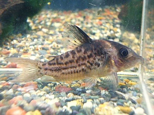 コリドラス セミロングノーズタパジョスシュワルツ 2025年10月25日入荷 コリドラス セミロングノーズタパジョスシュワルツ