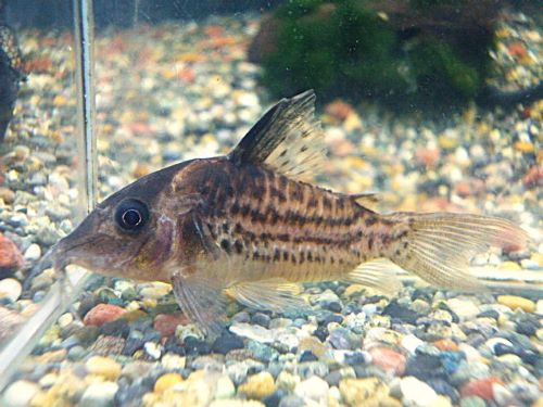 コリドラス セミロングノーズタパジョスシュワルツ 2025年10月25日入荷 コリドラス セミロングノーズタパジョスシュワルツ