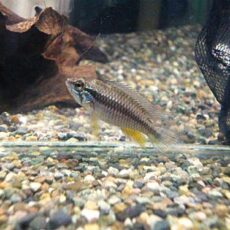 アピスト　アガシジ　テフェ　ペア　２０２５年１０月２５日入荷