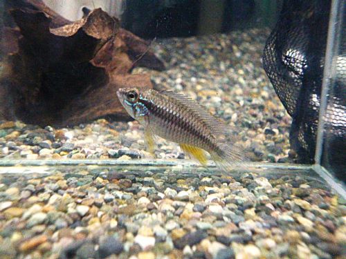 アピスト　アガシジ　テフェ　ペア　２０２５年１０月２５日入荷