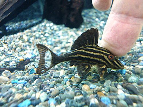 ゴールデンロイヤルプレコ