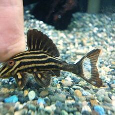 アラグアイア　ゴールデンロイヤルプレコ①　２０２５年１０月３０日入荷