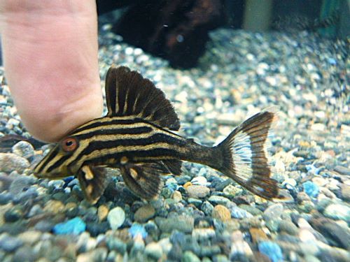 アラグアイア　ゴールデンロイヤルプレコ①　２０２５年１０月３０日入荷