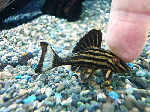 ゴールデンロイヤルプレコ