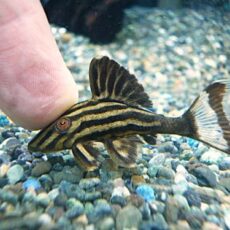 アラグアイア　ゴールデンロイヤルプレコ②　２０２５年１０月３０日入荷