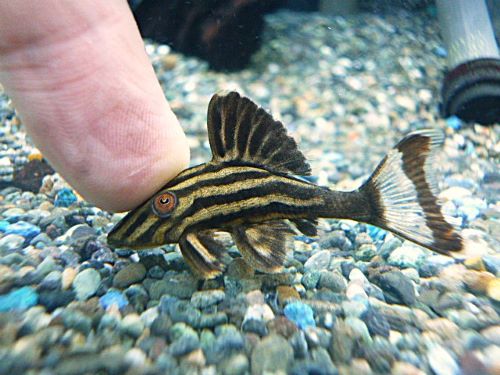 アラグアイア　ゴールデンロイヤルプレコ②　２０２５年１０月３０日入荷