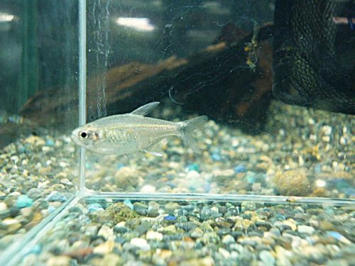 ハイフェソブリコンＳｐ．バイアブラック